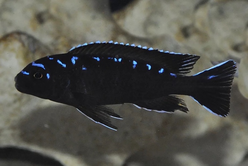 Chindongo sp. 'elongatus spot' Hai Reef